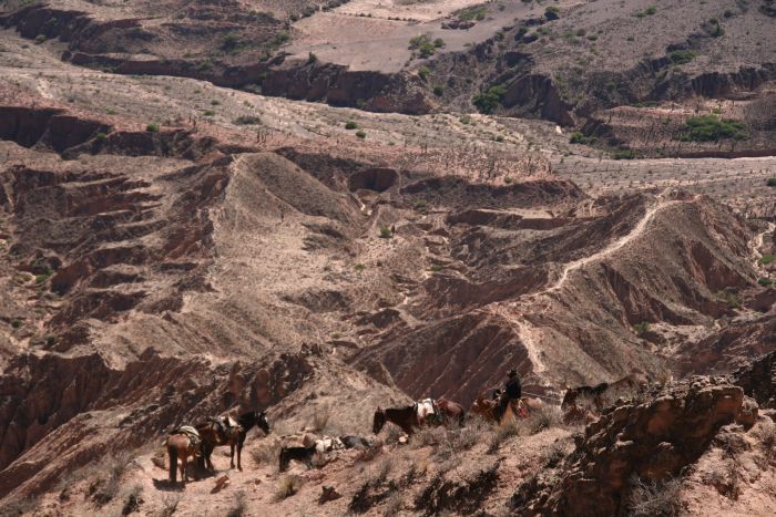 Inca Trail and Cattle Drive near Salta