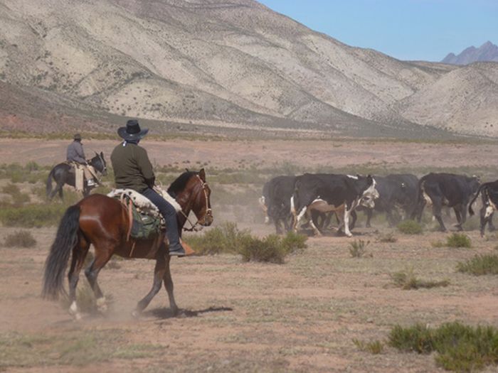 Inca Trail and Cattle Drive near Salta