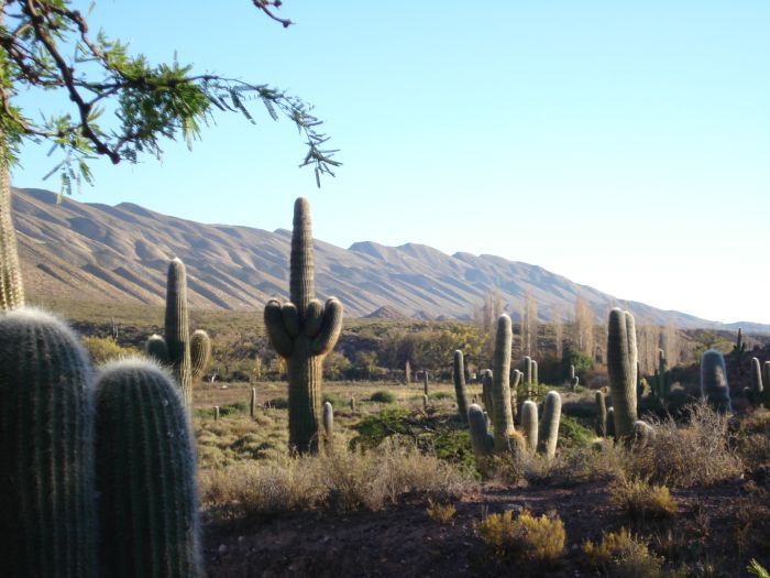 Inca Trail and Cattle Drive near Salta