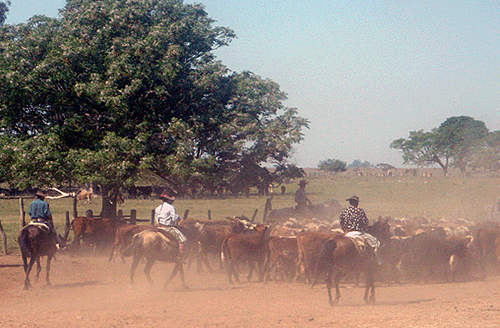 Esquina Gaucho Week
