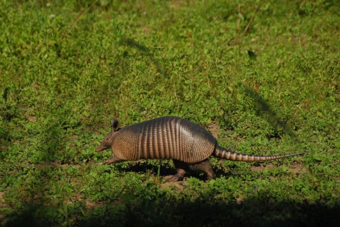 Pantanal Ride