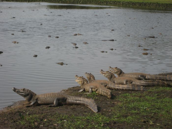 Pantanal Ride