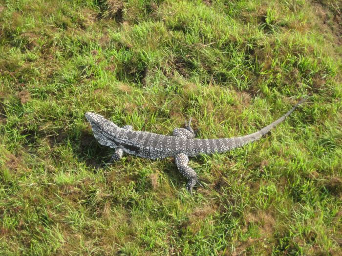 Pantanal Ride