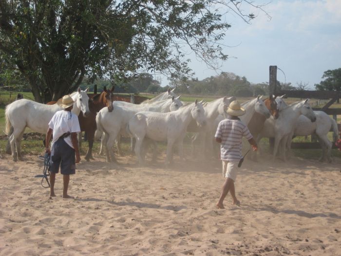 Pantanal Ride