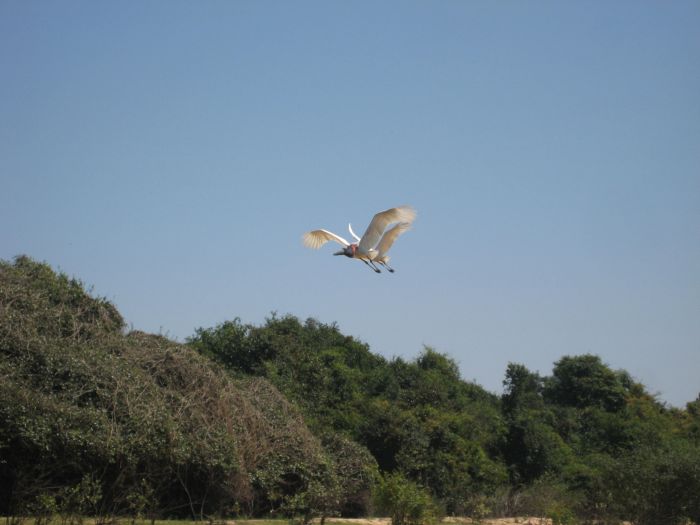 Pantanal Ride