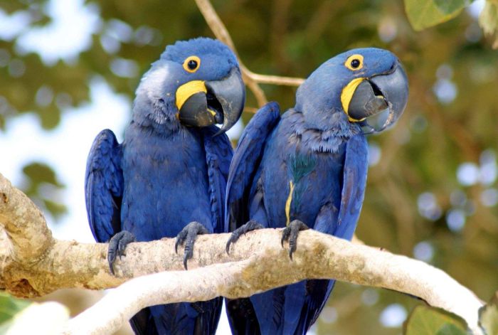 Pantanal Ride