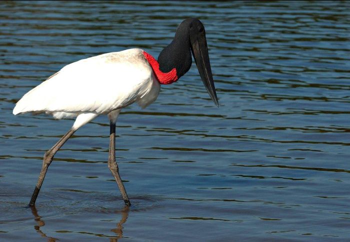 Pantanal Ride