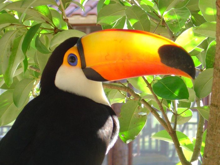 Pantanal Ride