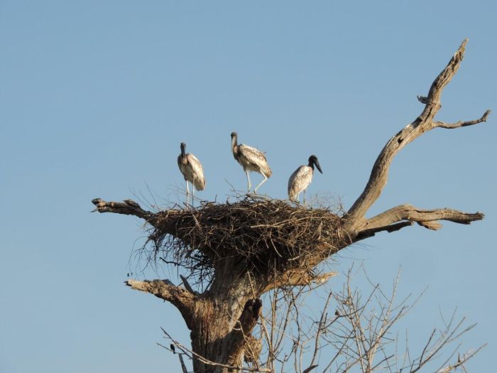 Pantanal Ride