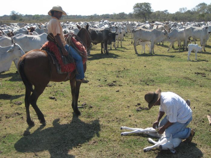 Pantanal Ride