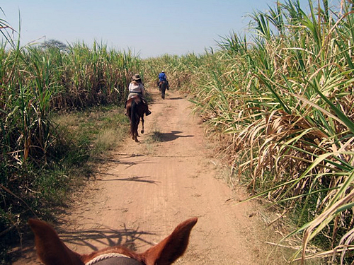 Coffee Fazendas Ride