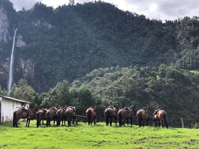Orinoco Riding safari