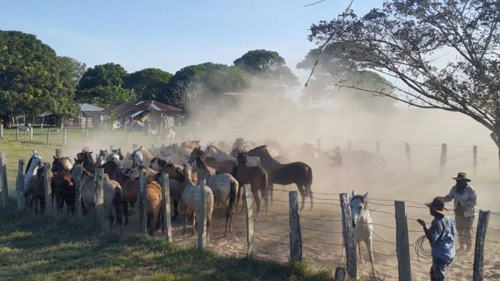Orinoco Riding safari