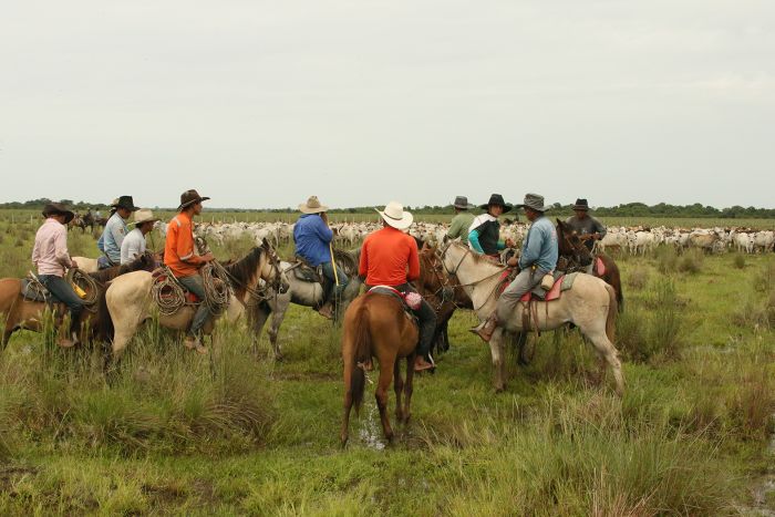 Orinoco Riding safari