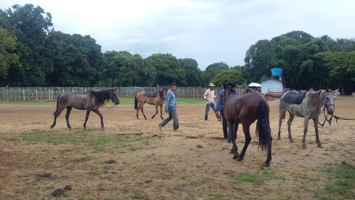 Orinoco Riding safari
