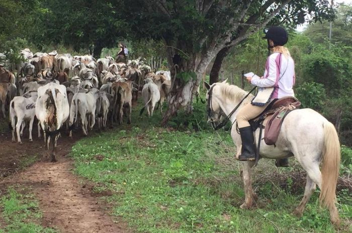 Orinoco Riding safari