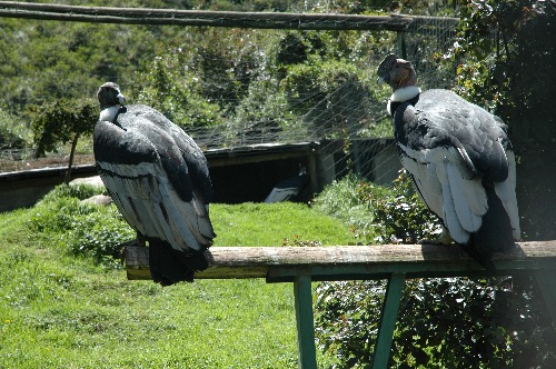 Andean mountain lodge with comfort