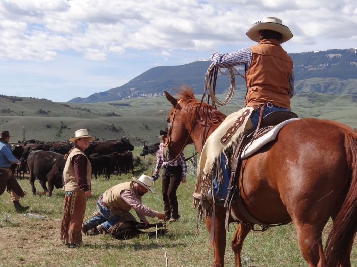 Dryhead Ranch Cattle Drives