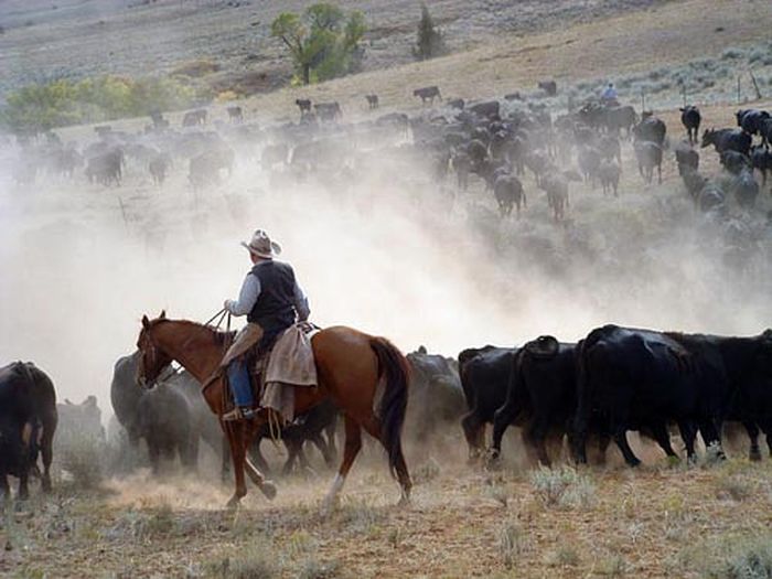 Dryhead Ranch Cattle Drives