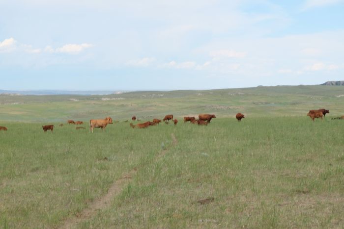 Two Creek Cattle Ranch