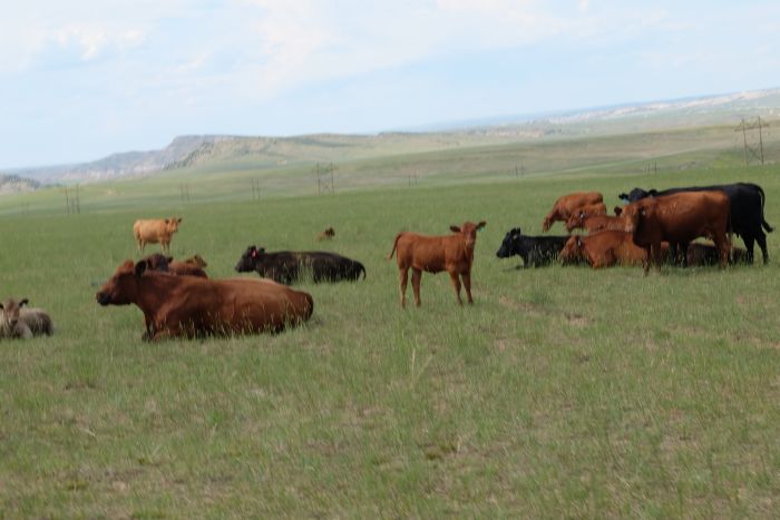 Two Creek Cattle Ranch