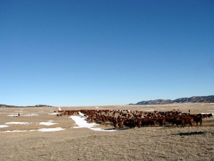 Two Creek Cattle Ranch