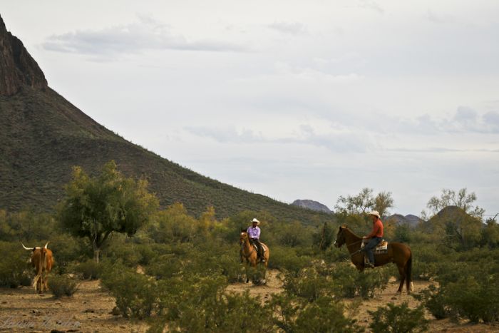 White Stallion Ranch