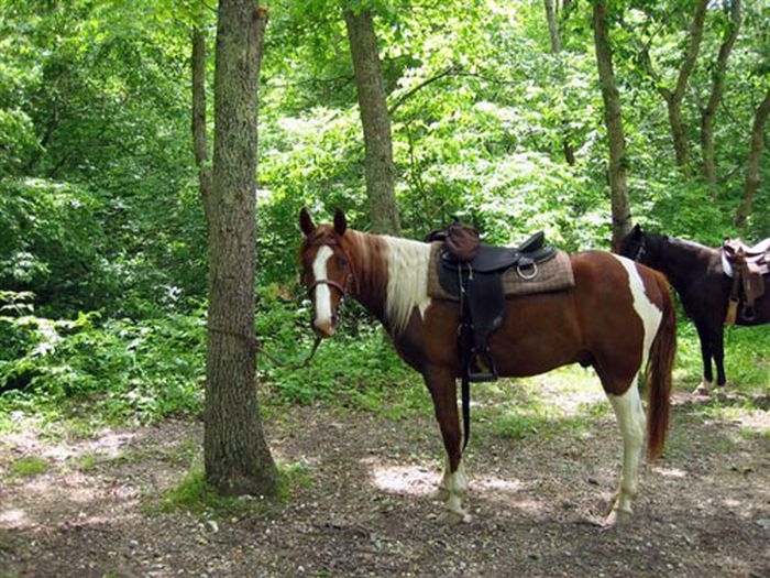 Missouri Fox Trotter Ride