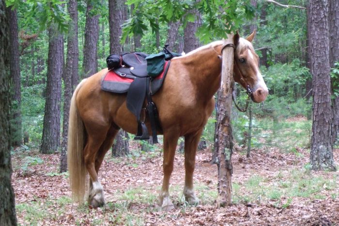 Missouri Fox Trotter Ride