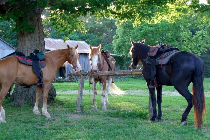 Missouri Fox Trotter Ride