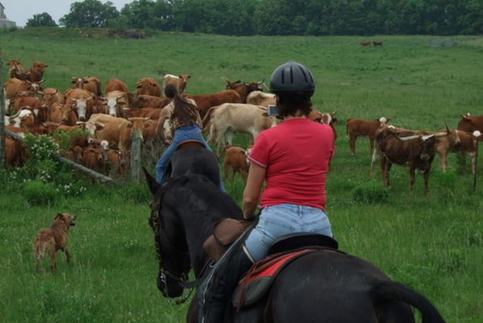 Missouri Fox Trotter Ride