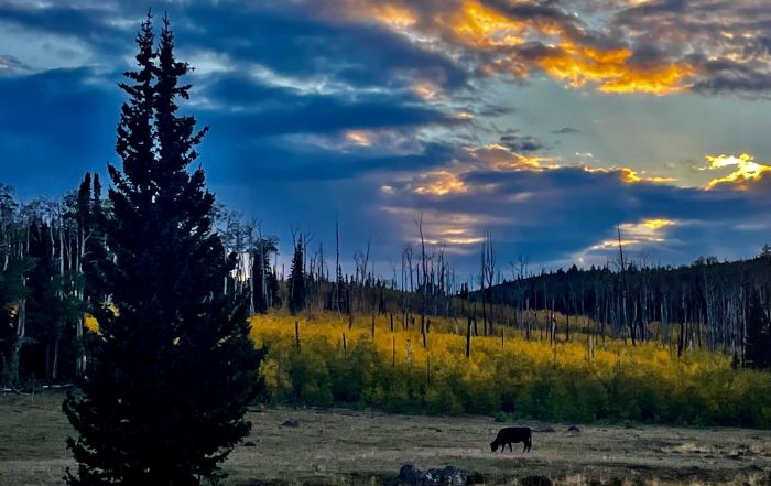Utah Backcountry Lodge and Dixi Forest Ride