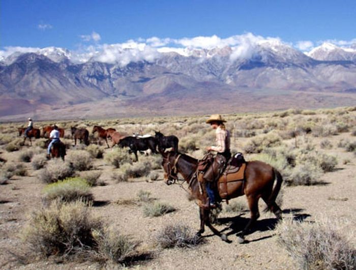 High Sierra's Packhorse Tours