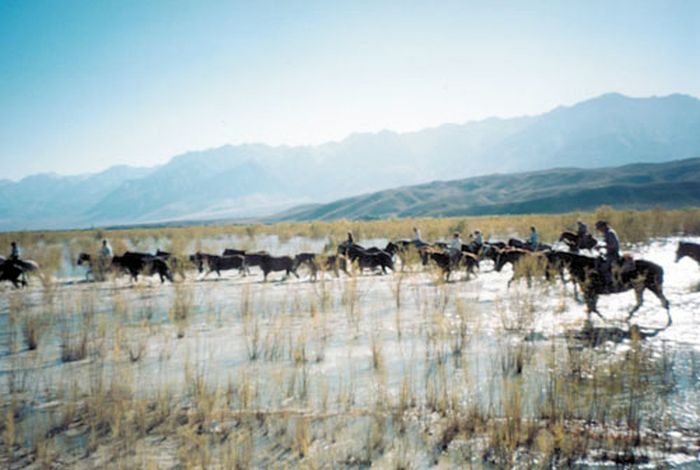 High Sierra's Packhorse Tours