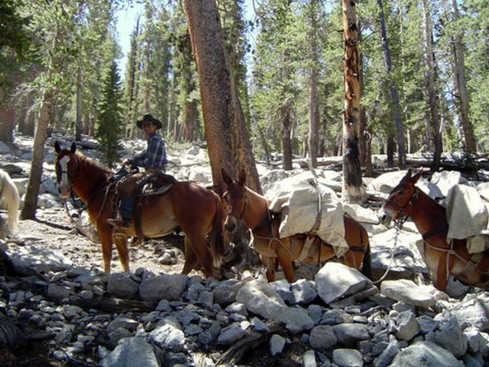 High Sierra's Packhorse Tours