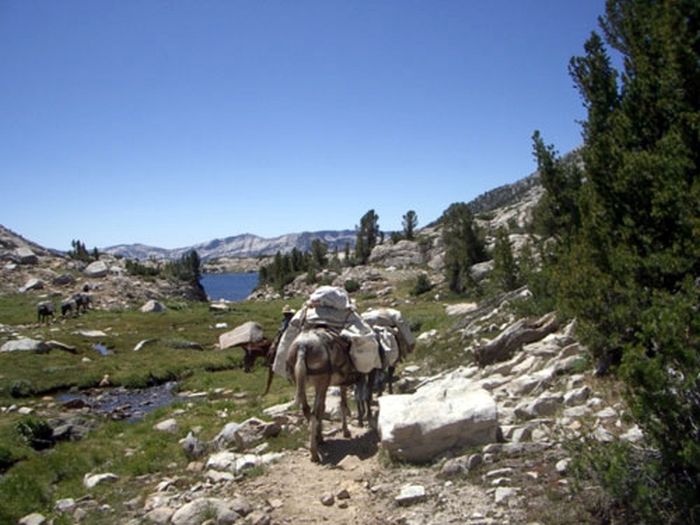 High Sierra's Packhorse Tours