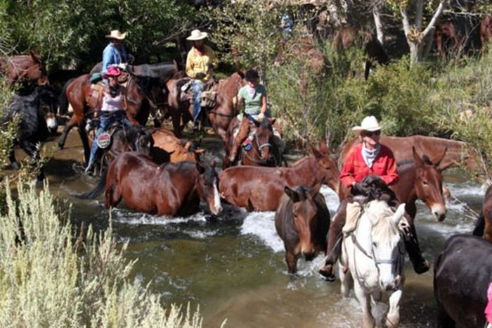 High Sierra's Packhorse Tours