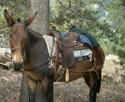 High Sierra's Packhorse Tours