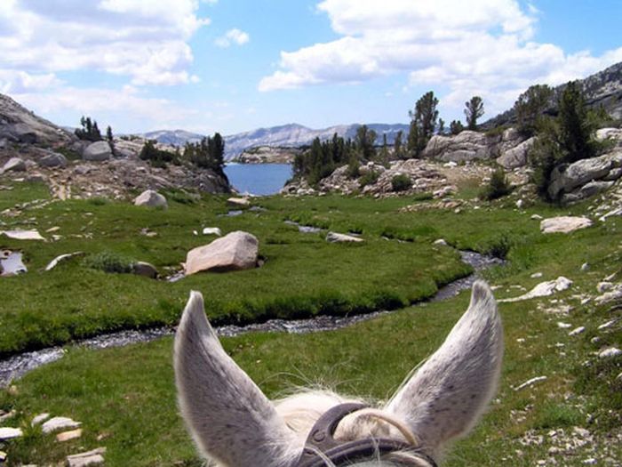 High Sierra's Packhorse Tours