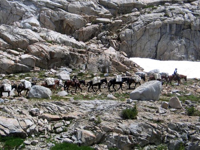 High Sierra's Packhorse Tours