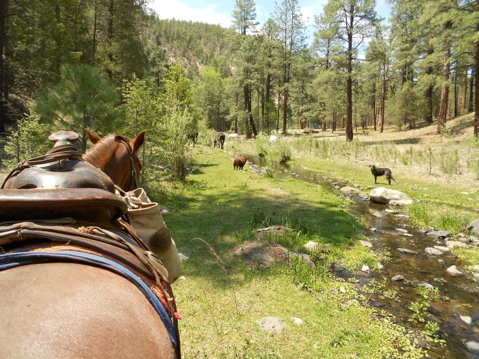 Gila and Blue Wilderness Rides
