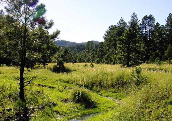 Chiricahua Apache Ride in the Gila Wilderness