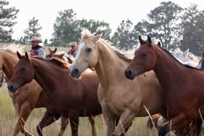 Devils Tower Working & Guest Ranch in Wyoming