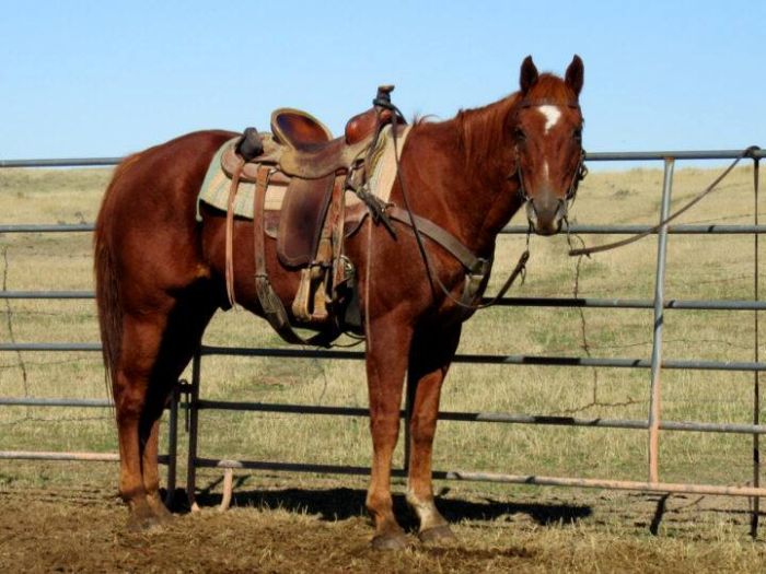 Devils Tower Working & Guest Ranch in Wyoming