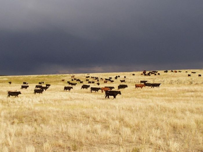 Devils Tower Working & Guest Ranch in Wyoming