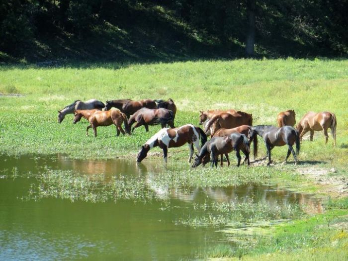 Devils Tower Working & Guest Ranch in Wyoming