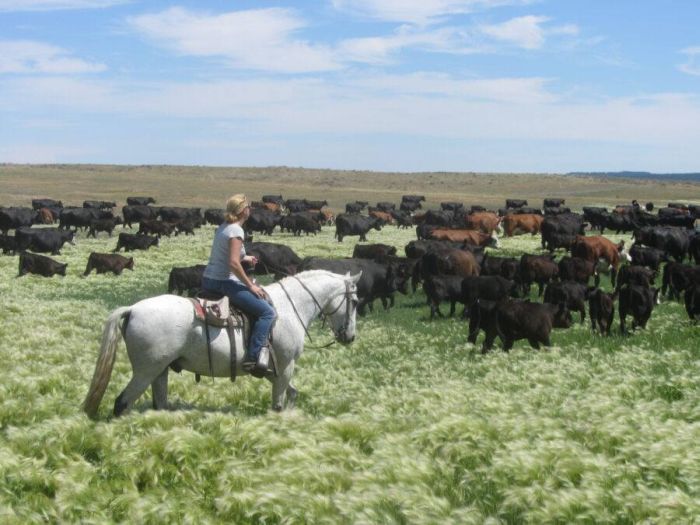 Devils Tower Working & Guest Ranch in Wyoming