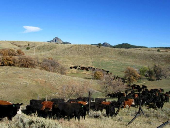 Devils Tower Working & Guest Ranch in Wyoming