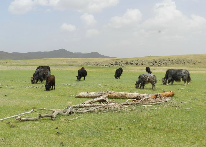 Central Mongolia and nomadic steppes