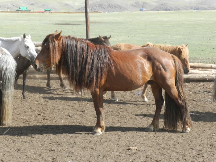Central Mongolia and nomadic steppes